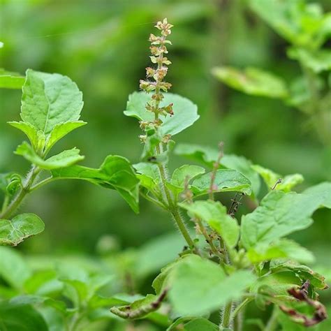Transform Your Health with Herbal Health Supplements – Affordable Ayurvedic Products for Women ...