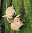 Image result for Baby Bunnies Large Image