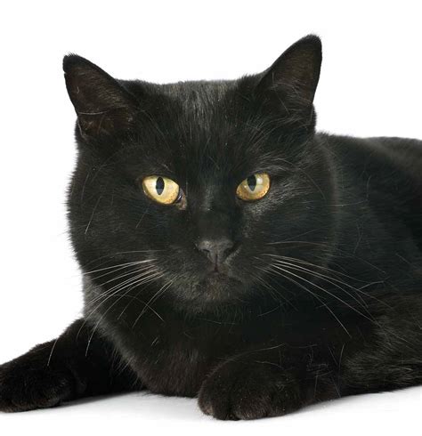 List Of Black Cat Breeds [With Pictures], 45% OFF