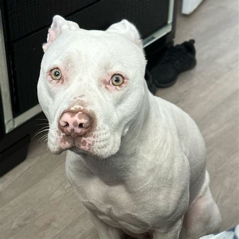 White Pitbulls: Adorable Puppies With a Unique Appearance