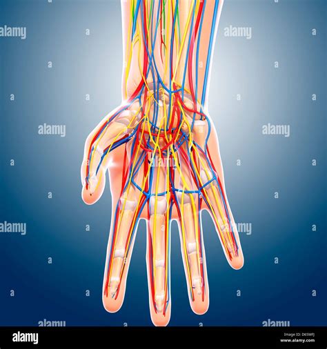 Image result for Hand Anatomy Tutorial