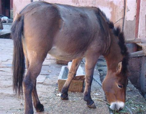 出售驴骡马骡小骡子 新骡子价格江西驴骡马骡价格 骡子养殖场-阿里巴巴