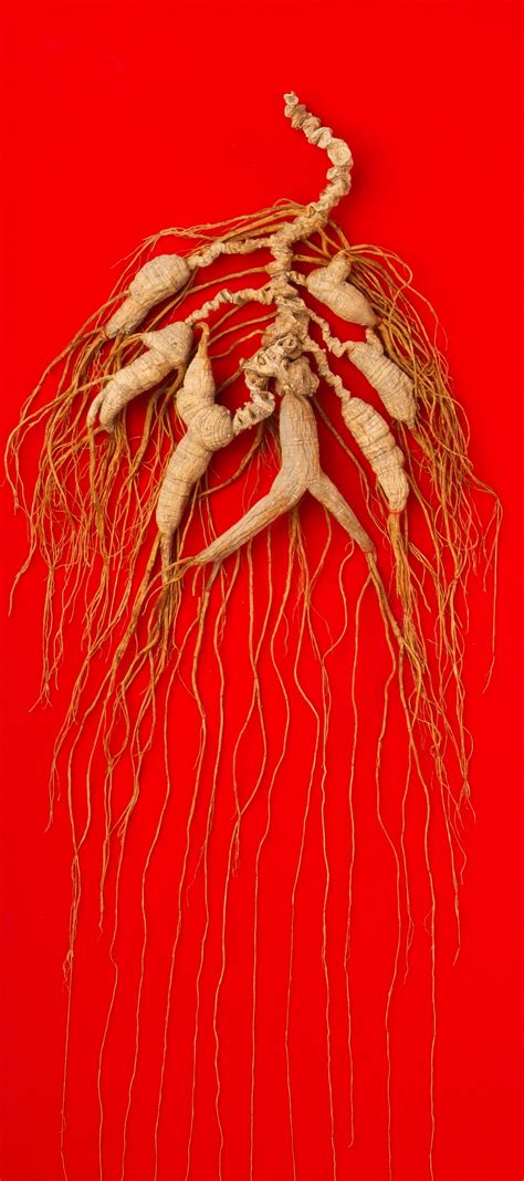 Korean Ginseng–Wild Root Highest Quality