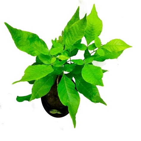 SENECIO Bilva Patra/Bel Pathar Fruit/Bael Bili Patra/Aegle Marmelos ...