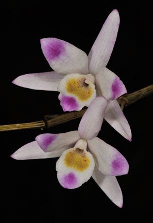 orchids-of-sikkim-himalayas