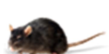 Pest Exhibit – Rodents | Mortein IN | Mortein