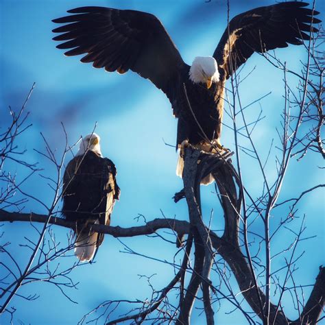 The Burgeoning Bald Eagle Population of Long Island (featuring photos ...