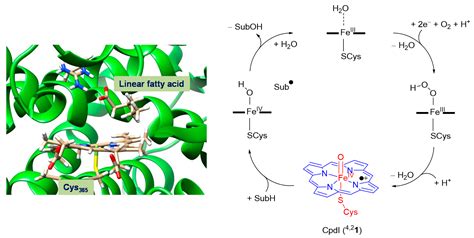 Biodegradation of Cosmetics Products: A Computational Study of ...