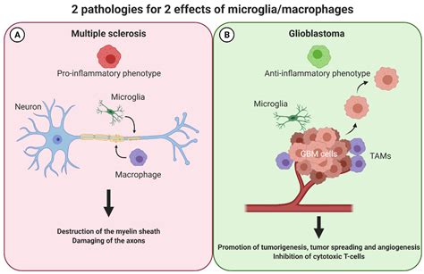 Manipulating Macrophage/Microglia Polarization to Treat Glioblastoma or ...