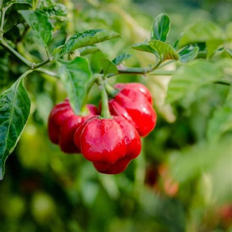 Chilli Plant 'Scotch Bonnet Red' 3x Plug Plant Pack By Acqua Garden