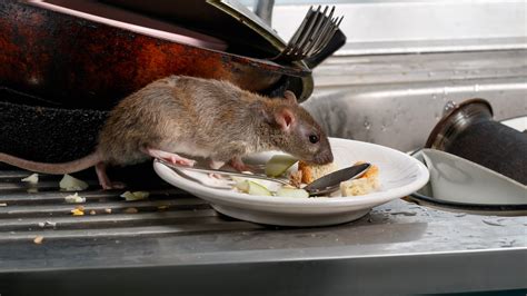 7 things that attract rats and mice to your home | Tom's Guide