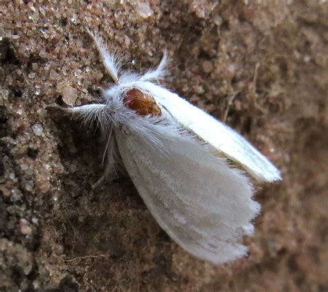 White Moth Tussock