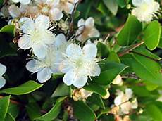 fiori di mirto piante e fiori mirto fiori di mirto piante e fiori mirto