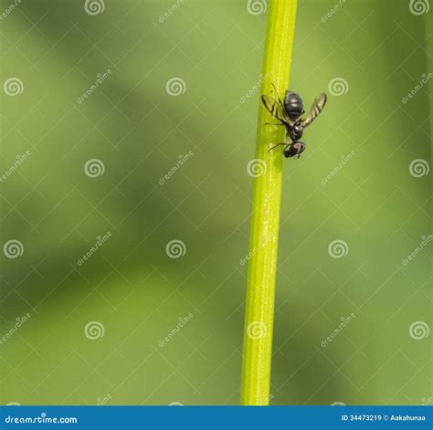 Fruit flies stock image. Image of compound, wings, green - 34473219