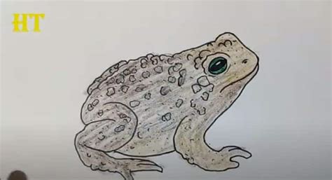 Image result for Toad Basic Drawing