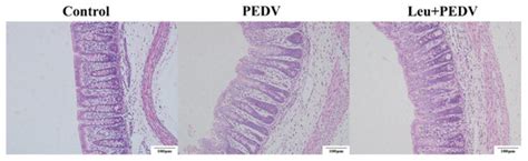 Leucine Mitigates Porcine Epidemic Diarrhea Virus-Induced Colonic ...