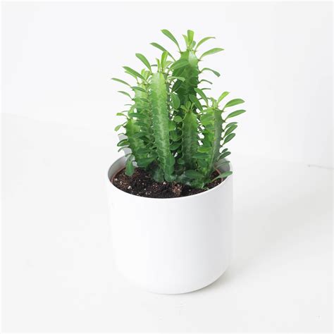 Euphorbia Trigona Green | Easy Care House Plant | Indoor Plants and ...
