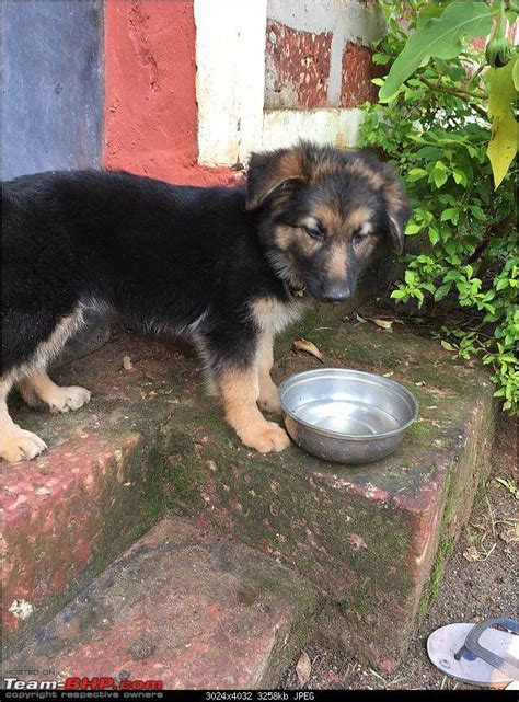 From a Plateau to a Coast and the Hills: Ganpatipule & Mahabaleshwar ...