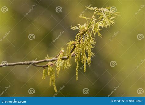 Image result for Pollen Coming Off Tree