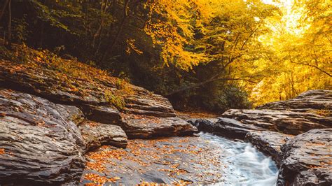 Download wallpaper 1920x1080 stream, water, fallen leaves, trees ...