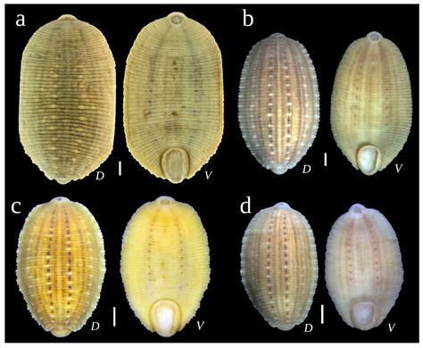 Genus Of Leech