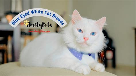 14 Blue Eyed White Cat Breeds [beautiful cats you will love with ...