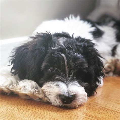 Maxi Cockapoo 的图像结果