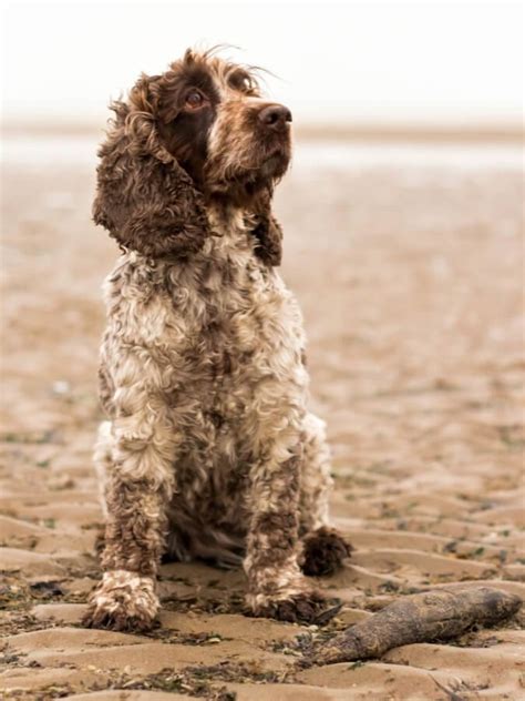 Image result for Cockapoo Shih Tzu