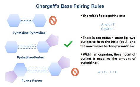 Who really won the race to solve the DNA structure?