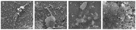 Comparative Analysis of Osteointegration in Hydroxyapatite and ...