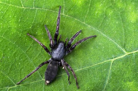 White Tail Spider Control Melbourne | White-Tailed Spider Removal ...