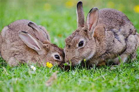 属兔的月份命运 属兔不同月份出生人命运 - 万年历