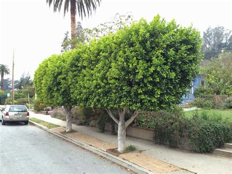 Trees of Santa Cruz County: Ficus microcarpa nitida - Indian Laurel