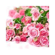 fiore compleanno fiori compleanno regalare fiori quali fiori scegliere fiore compleanno fiori compleanno regalare fiori quali fiori scegliere