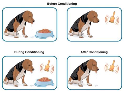 Classical Conditioning in Humans 的图像结果