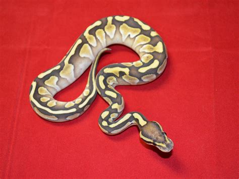 Image result for Congo Ball Python
