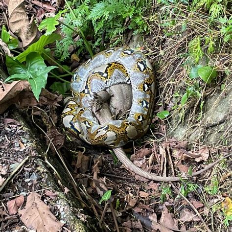 Image result for Selayer Reticulated Python