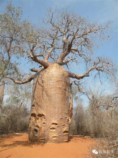 非洲猴面包树你见过吗？一棵树结的果实能养活两人