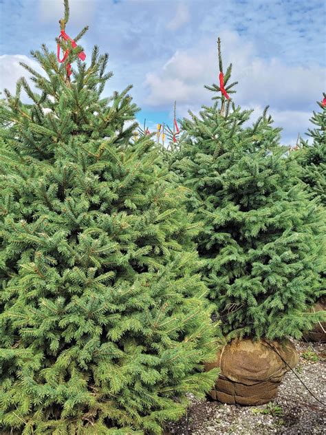Black Hills Spruce | Johnson's Nursery | KB