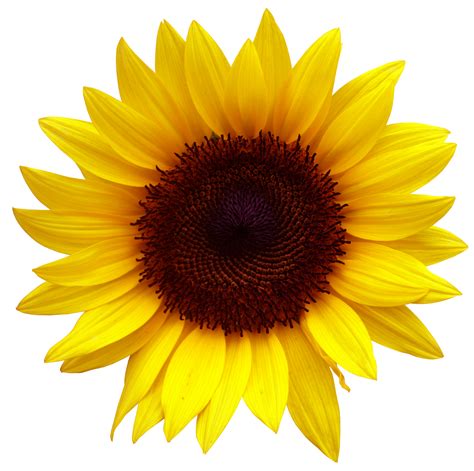 Sunflowers Clip Art