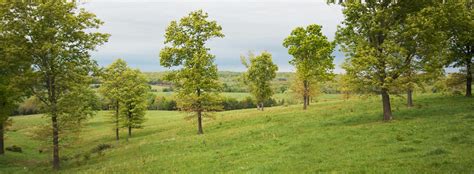 Image result for Tree Terminator