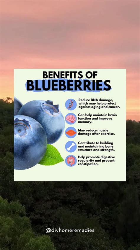 Skin Benefits Of Blueberries: The Ultimate Guide To Antiaging