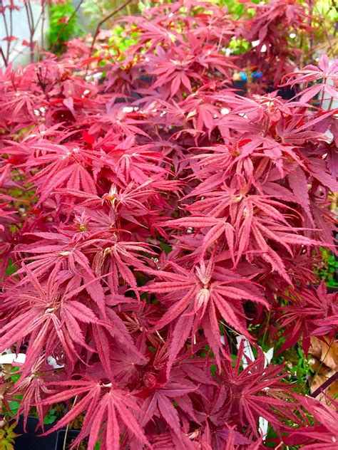 Types Of Japanese Maples