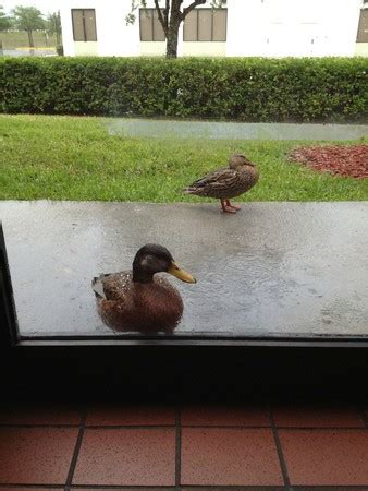 鴨子不喜歡下雨 在餐廳門外敲門1小時想進屋 | ETtoday寵物動物 | ETtoday東森新聞雲