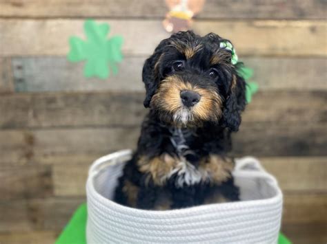 Image result for Female Cockapoo