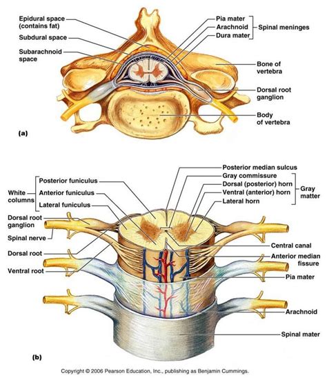 Spinal Cord Labeled Diagram Labeled Cross Section Of Spinal Cord ...