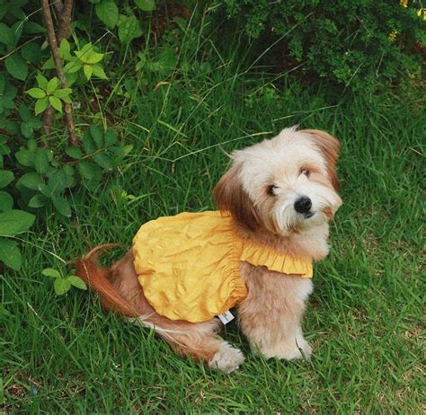 M/即納【noonoosoom】Dots Ballon Top (Yellow) | haneulpet