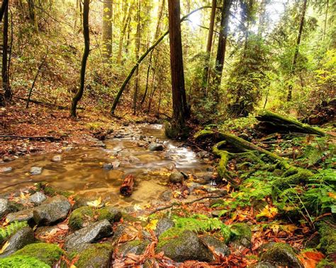 Download wallpaper 1280x1024 wood, stream, source, river, spring ...