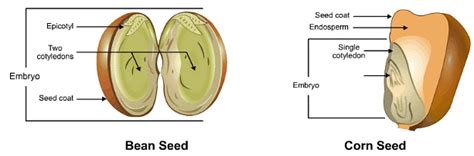 Theory and Procedure, Embryo of Dicot Seeds - Science Class 10 PDF Download