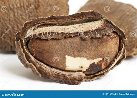 Brazil nut in shell stock photo. Image of brazil, shell - 173160664